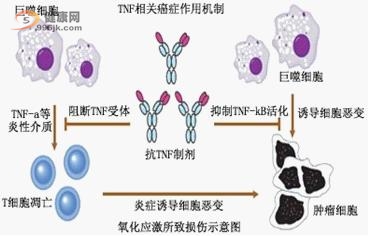 氧化应激所致损伤示意图