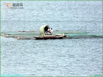 蟠龙湖食人鱼