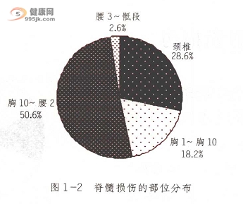 脊髓损伤的部位分布