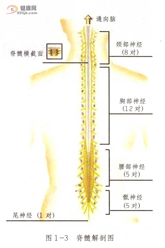 脊髓解剖图