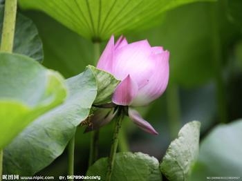 夏日补血补肾吃什么水果?吃什么水果能够补肾壮阳?