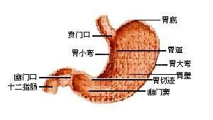 食道癌手术后-食道癌手术期与营养分析