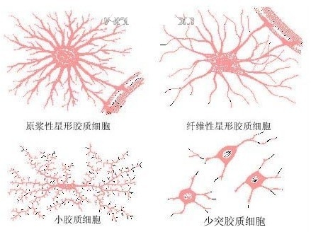 胶质细胞