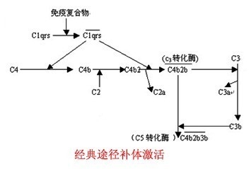 免疫逆转活肾疗法