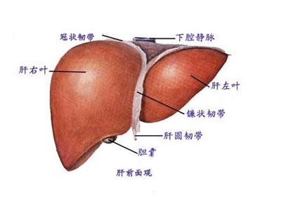 肝癌后期都非常的痛吗?