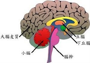 产生难治性癫痫的原因