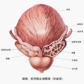 免疫毒素疗法让膀胱癌患者新生