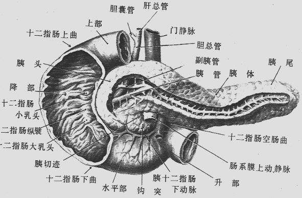 胆囊腺瘤怎么办?