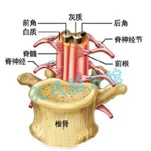 截瘫怎么治最好?