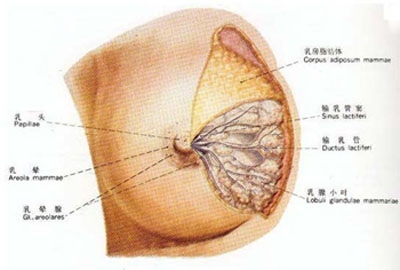 乳腺癌转移子宫什么症状 