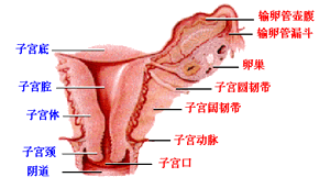 中医是如何看待宫颈白斑的