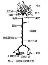 树突和轴突是什么意思