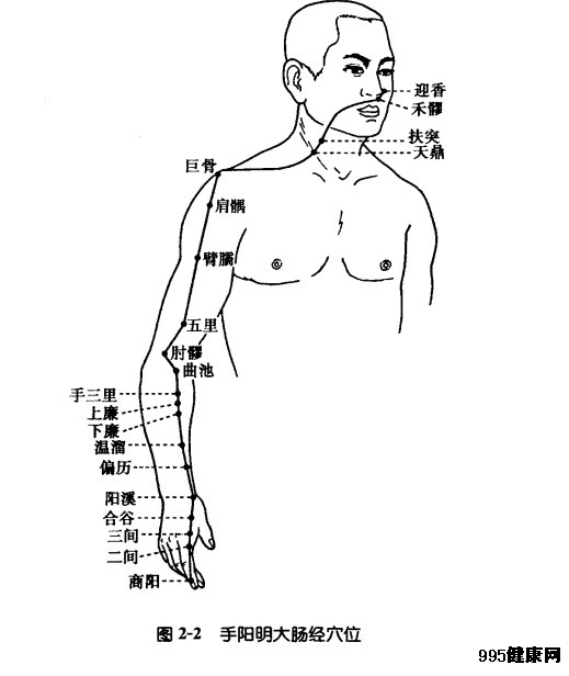 手阳明大肠经穴位