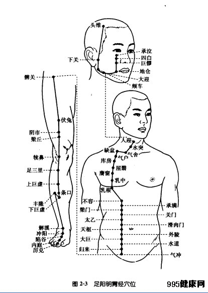 足阳明胃经穴位