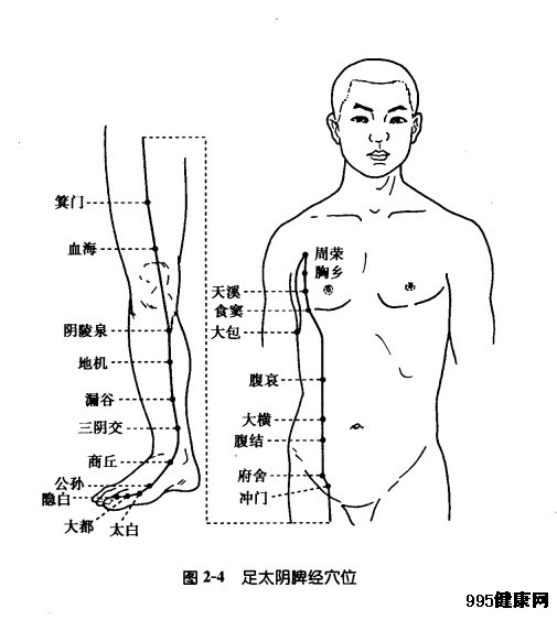 足太阴脾经穴位