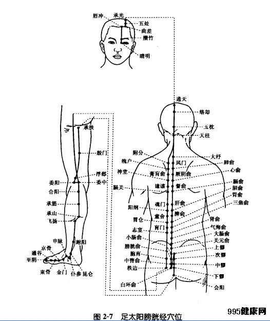 足太阳膀胱经穴位