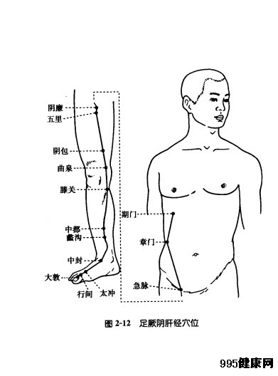 足厥阴肝经穴位