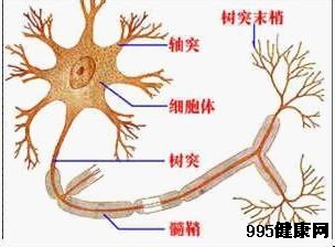 生物波脑神经修复疗法