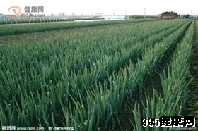 大葱食用优缺点及怎么食用