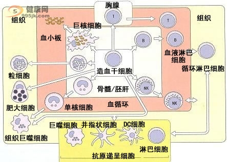 特异性免疫抗癌疗法